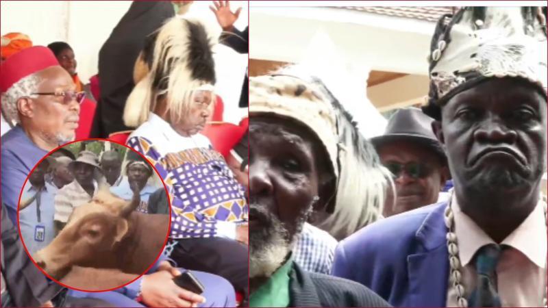 Maragoli elders delivered six bulls to Raila Odinga's home.